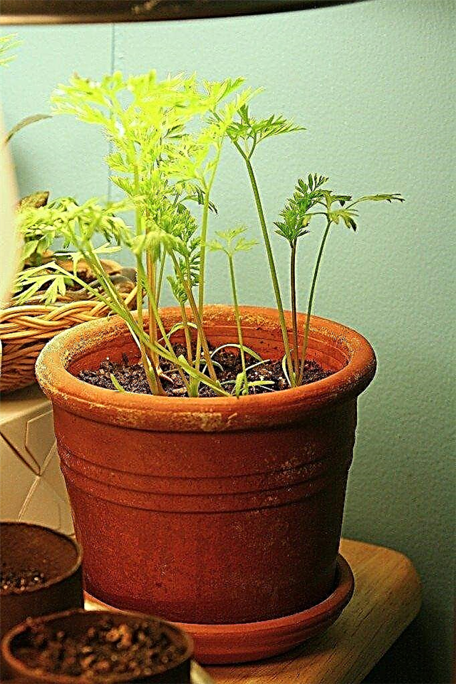 Innendørs gulrothage: tips for dyrking av gulrøtter innendørs