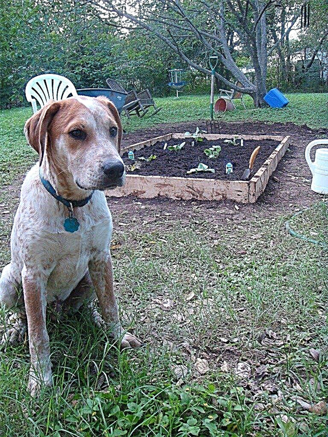 Hondenafval in compost: waarom u hondenafval moet composteren