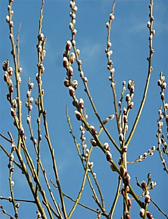 Growing A Pussy Willow Tree: Lär dig mer om vården av Pussy Willows