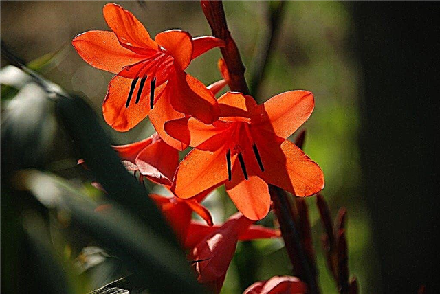 Groeiende Watsonia's: informatie over Watsonia Bugel Lily Plants