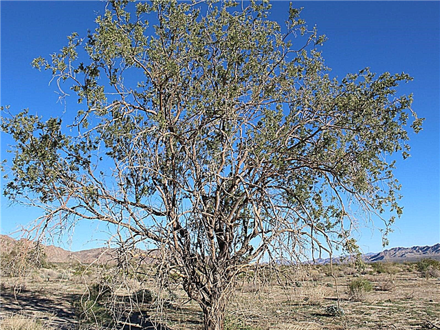 Desert Ironwood Care: Comment faire pousser un arbre Desert Ironwood