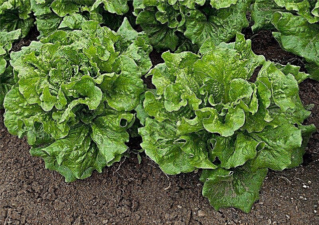 Verschiedene Salatsorten: Salatsorten für den Garten