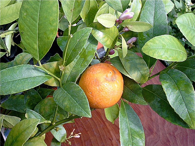 Mandarin Lime Tree Info: consejos para cultivar limas de mandarina