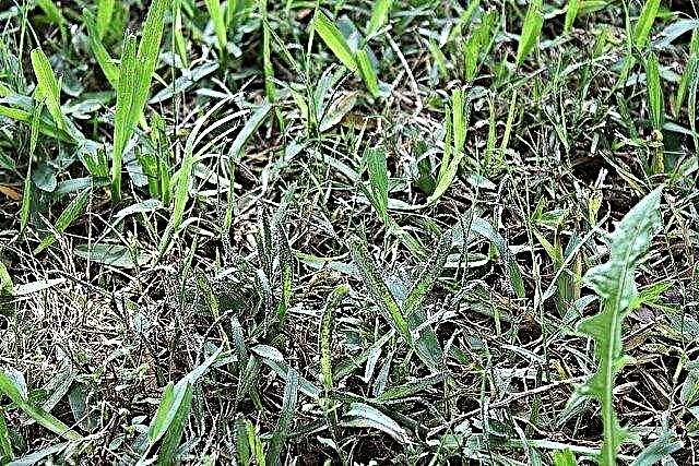 Lawn Slime Mold: วิธีป้องกันสารสีดำบนสนามหญ้า