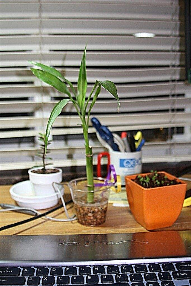 기숙사 방 식물 아이디어 : 기숙사 방을위한 식물 선택
