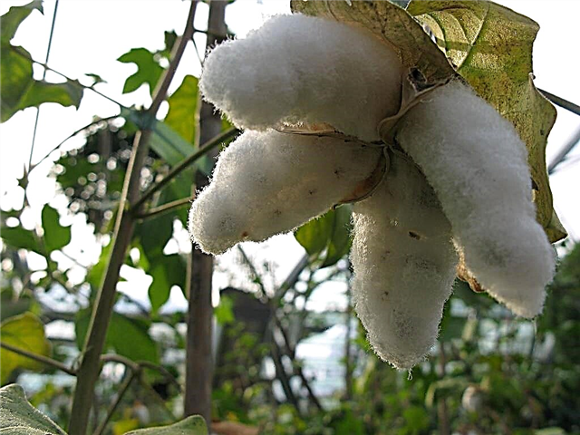 Информације о биљкама памука за децу - Деца која подучавају како узгајати памук