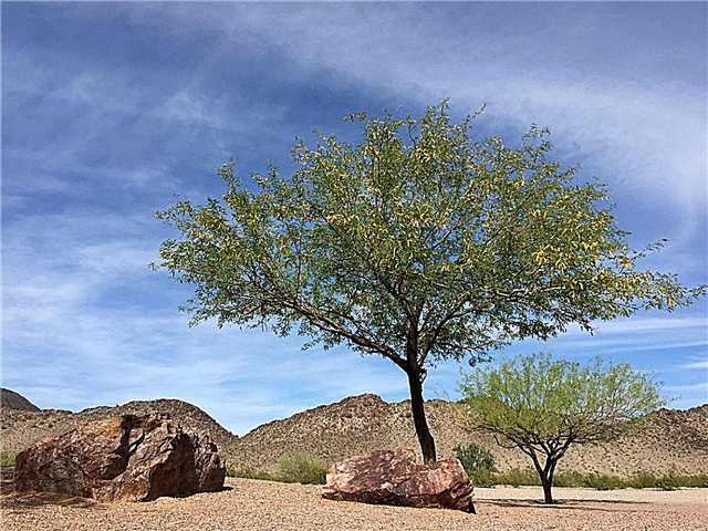 砂漠の木の品種：砂漠で育てることができる木