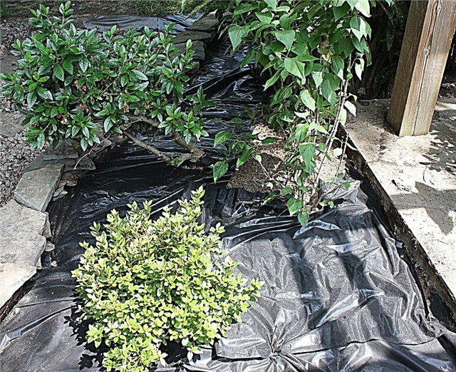 Τι είναι ένα εμπόδιο ζιζανίων: Συμβουλές για το πώς να χρησιμοποιήσετε το φράγμα ζιζανίων στον κήπο