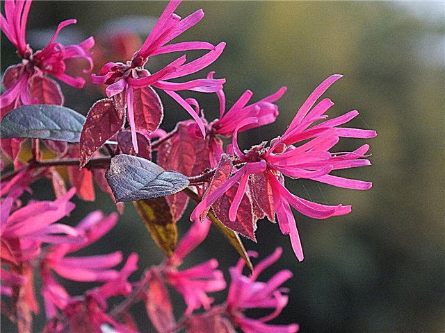 Arbusti di frangia cinese di Loropetalum: come prendersi cura delle piante di Loropetalum