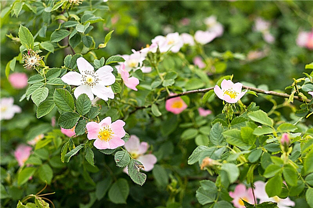 Rosas selvagens crescentes: Como cultivar plantas selvagens de rosas