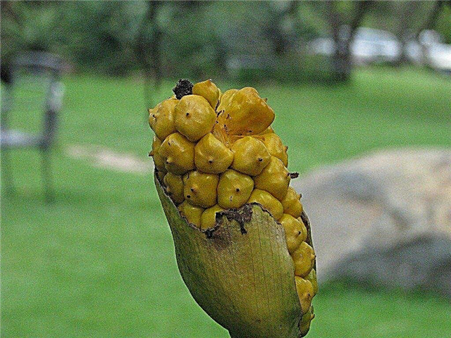 Calla Lily Seed Info: Como cultivar um lírio de Calla a partir de sementes