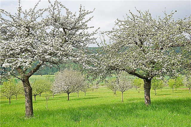 Cross Pollination Of Apple: Oplysninger om Apple Tree Pollination