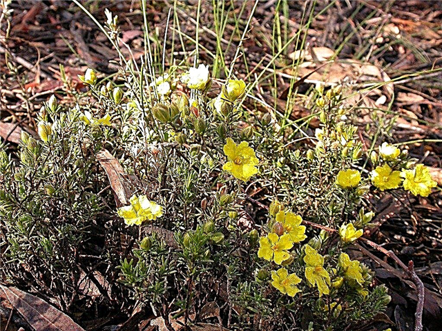 Hibbertia Guinea Pflanzenpflege - Tipps für den Anbau von Hibbertia Blumen