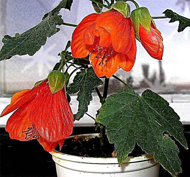 Cultivo de Abutilon em flor: Aprenda sobre os requisitos de Abutilon dentro de casa
