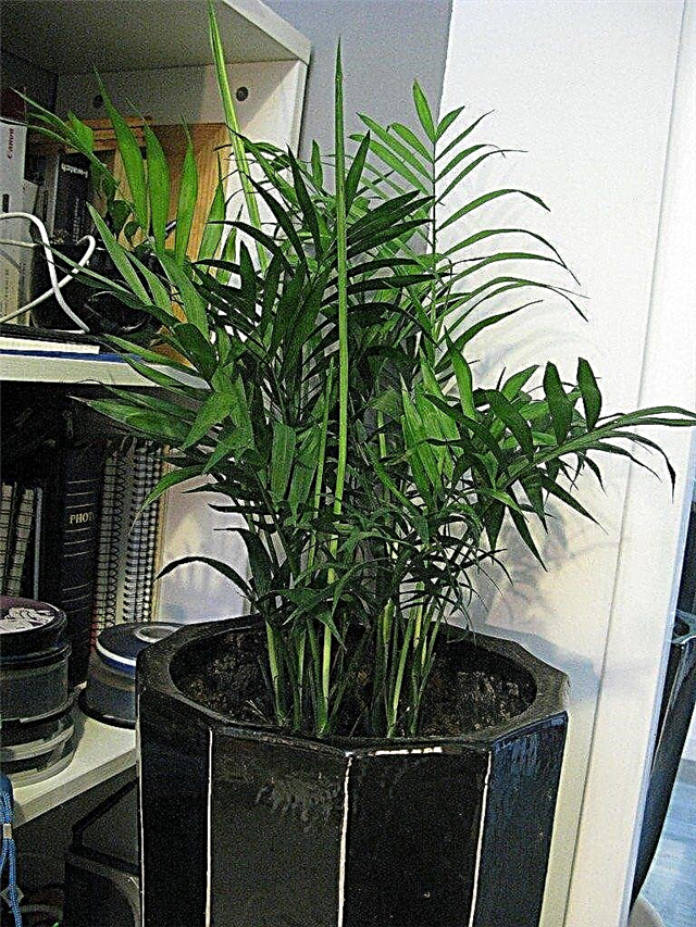 Kasvav Areca palm: Areca peopesade hooldus siseruumides