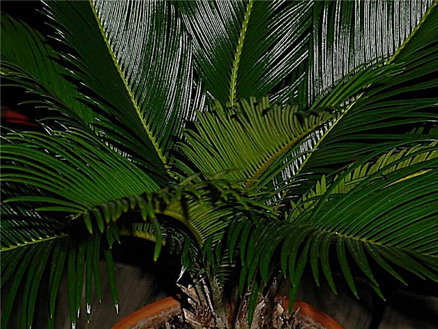 Sago Palm Fronds: Informacije o Sago Palm Leaf Tips Curling