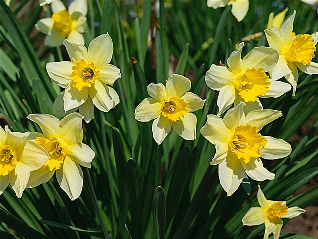Βολβοί λουλουδιών Heirloom: Τι είναι οι λαμπτήρες Heirloom και πώς να τους μεγαλώσετε