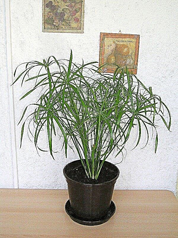 Plantas de casa Cyperus Umbrella: informações e cuidados crescentes para uma planta de guarda-chuva