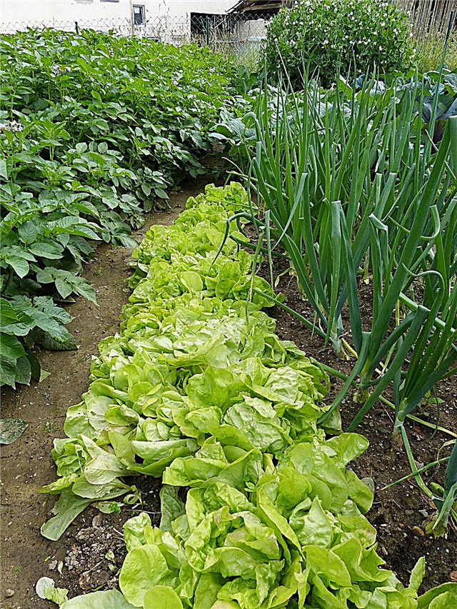 Culture intercalaire de légumes - Informations pour la plantation de fleurs et de légumes