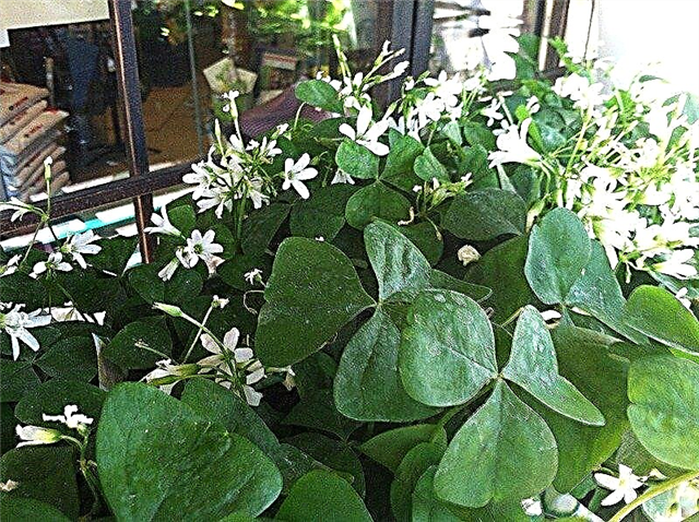 Shamrock-Zimmerpflanzen: Wie man eine eingetopfte Shamrock-Pflanze züchtet