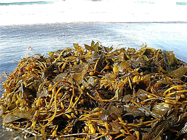 ما هي وجبة عشب البحر: نصائح لاستخدام سماد عشب البحر الأعشاب البحرية على النباتات