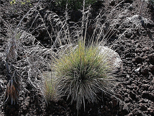 Hairgrass ornamental: consejos para cultivar hairgrass con mechones