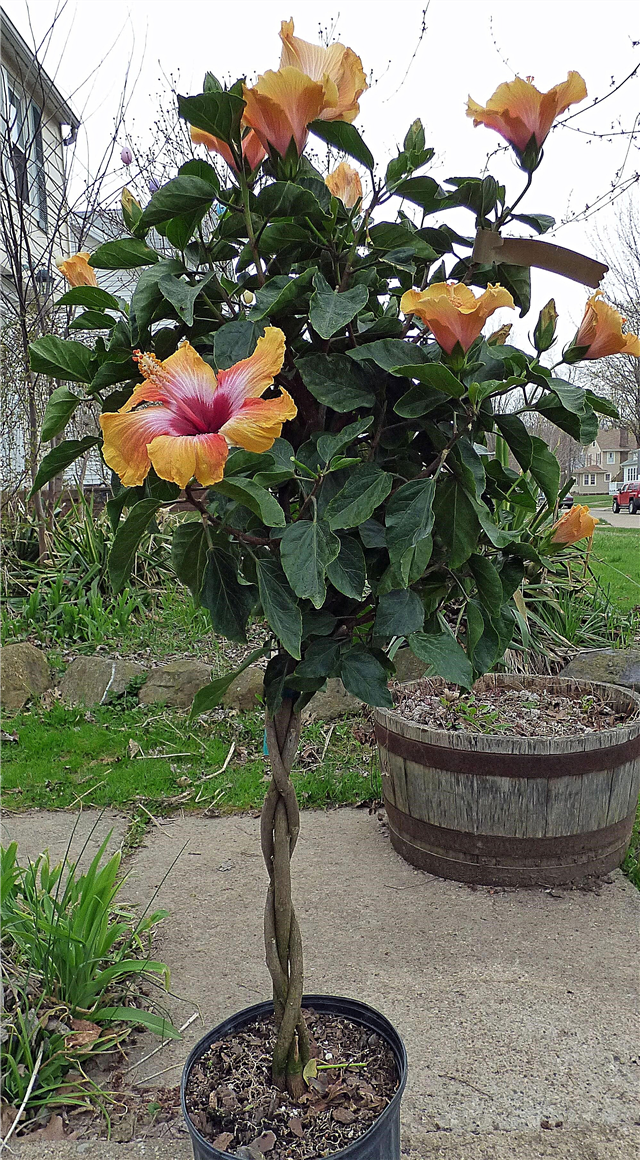 Qu'est-ce qu'un hibiscus tressé: conseils pour créer et cultiver des arbres d'hibiscus tressés