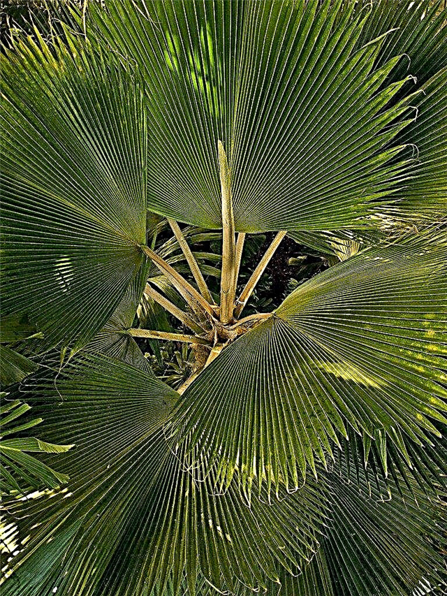 Fan Palm Houseplant: Como cultivar palmeiras de ventiladores dentro de casa