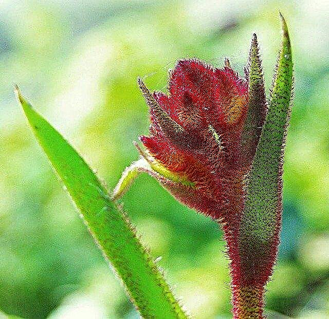 نبات الكنغر المخلب - كيفية زراعة ورعاية الكفوف الكنغر