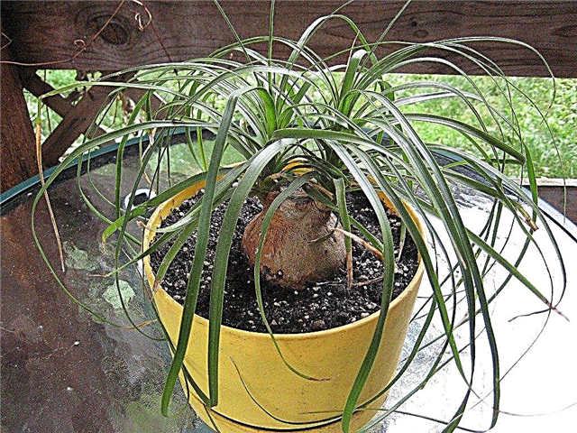 Bonsai Ponytail Palms: Cómo podar Ponytail Palm Bonsai