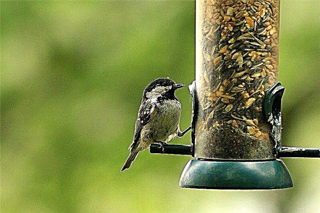 Füttern von Hinterhofvögeln: Tipps, um Vögel in Ihren Garten zu locken