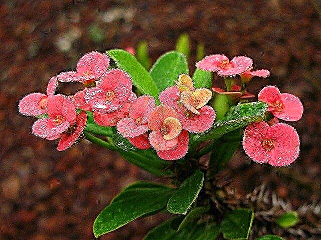 Coroa de espinhos Euphorbia crescendo: Aprenda sobre cuidados com as plantas domésticas da coroa de espinhos