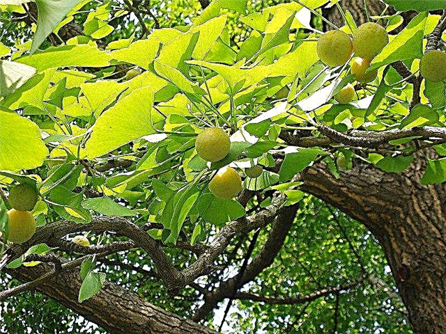 Догляд за деревом гінкго: як виростити дерево гінкго