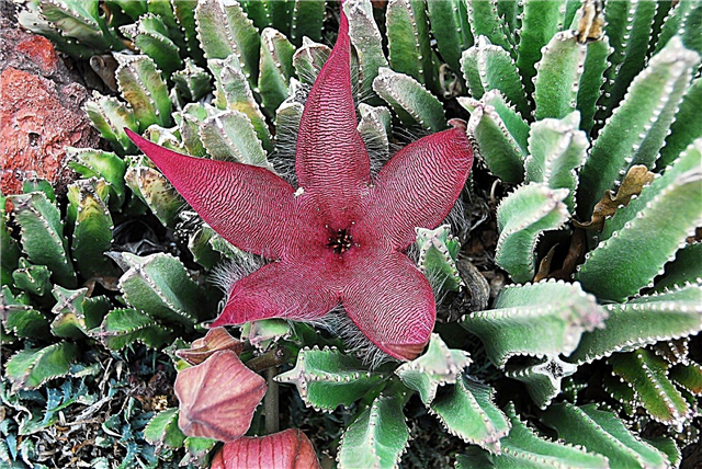 Cactus fleur d'étoile de mer: conseils pour cultiver des fleurs d'étoile de mer à l'intérieur
