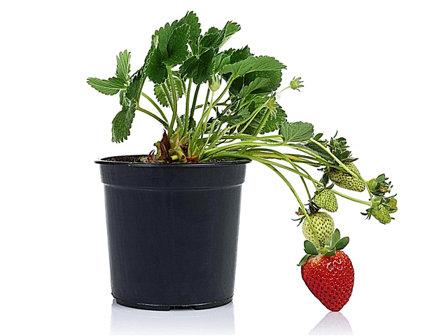 גידול תותים בפנים: טיפול בצמחי תות בתוך הבית
