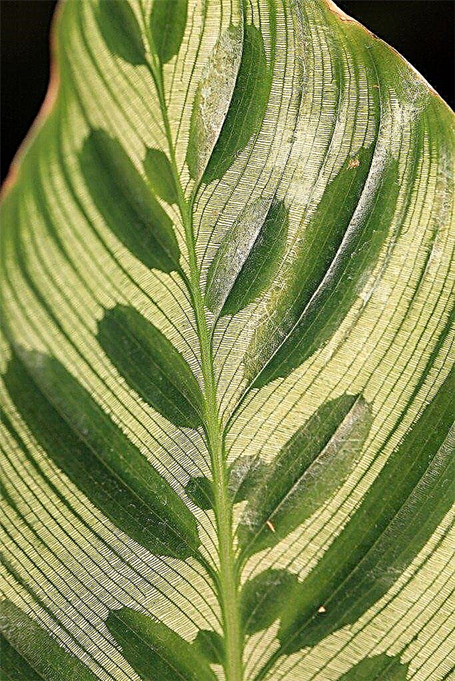 אודות צמח הטווסים של קלתאה: מידע על גידול צמח טווס