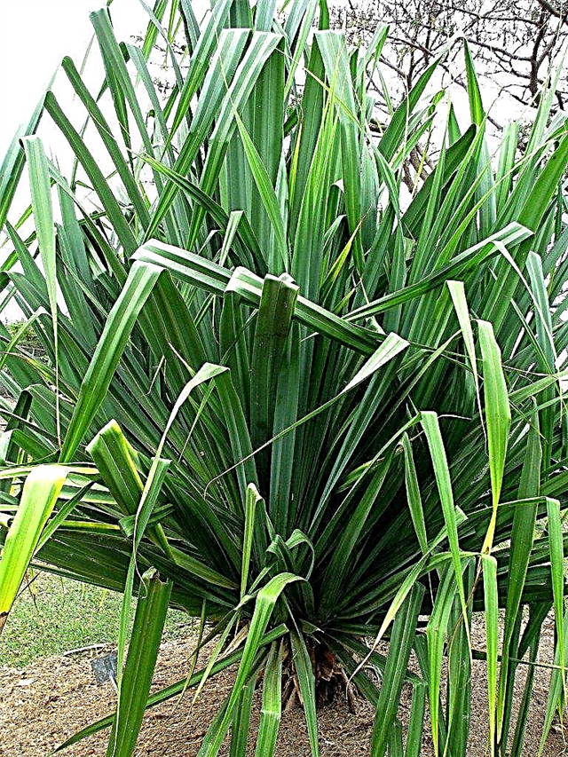 Omsorg for innendørs skrue Pines: Hvordan dyrke en skrue Pine potteplante