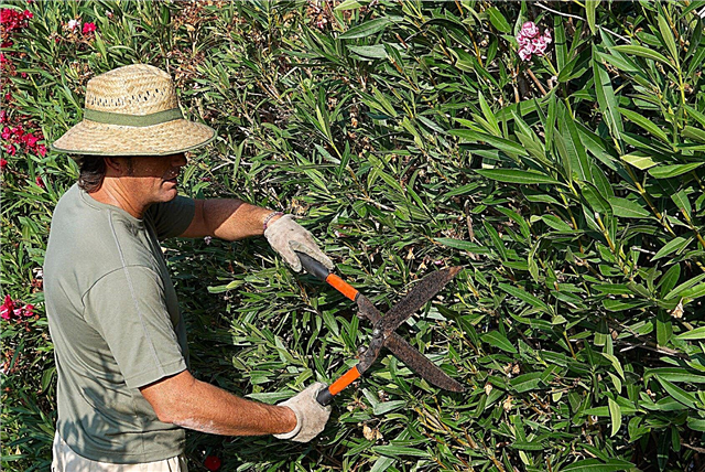 Oleander-põõsaste pügamine: millal ja kuidas oleandrit pügata
