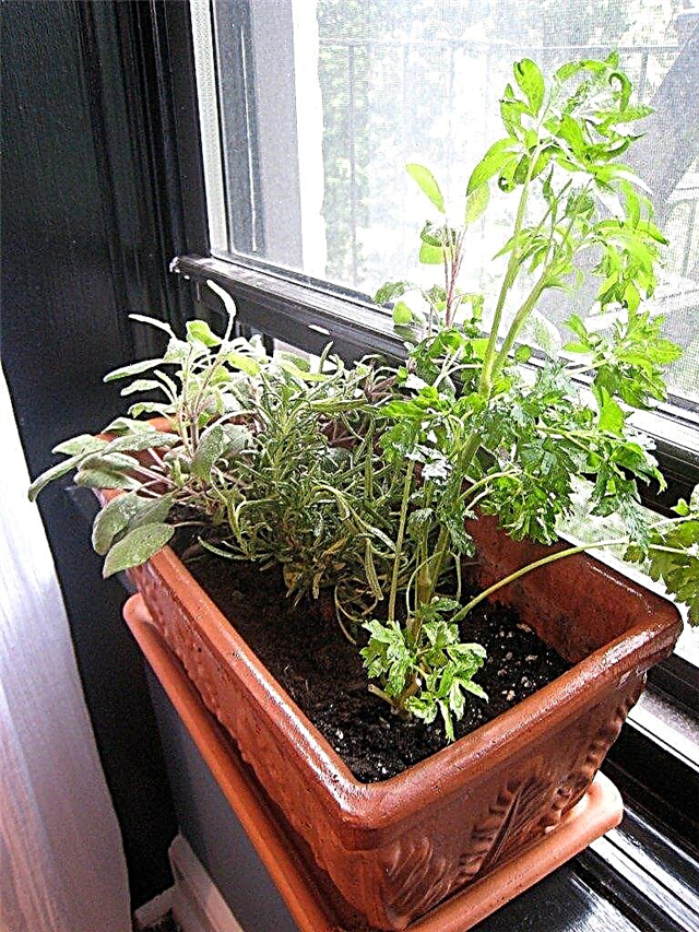 Jardim de Windowsill do inverno - alimentos a crescer em um Windowsill no inverno