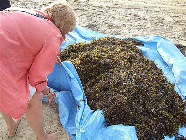 استخدام الأعشاب البحرية في السماد: تعلم كيفية تسميد الأعشاب البحرية