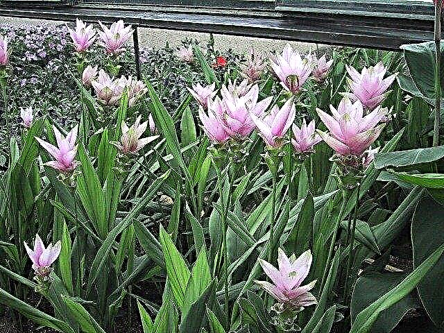 Siam Tulip Care: تعلم كيفية زراعة Siam Tulips