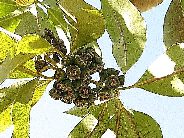 Propagace eukalyptu: Jak pěstovat eukalyptus ze semen nebo řízků