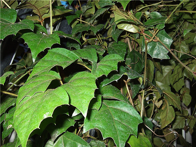 Trauben-Efeu-Pflanzen - Wie man eine Trauben-Efeu-Zimmerpflanze pflegt