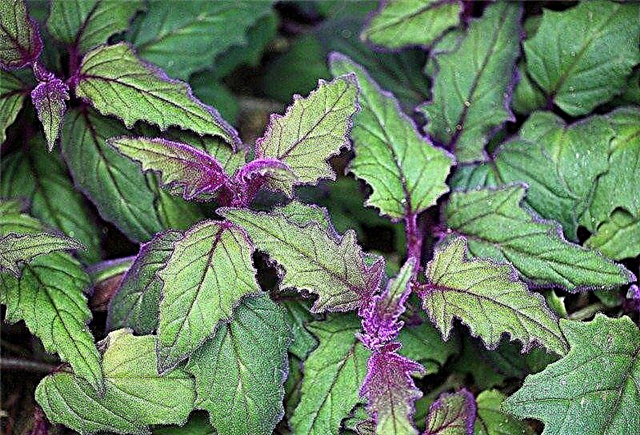 Purple Passion Plant Care: Dicas para o cultivo de plantas roxas em paixão