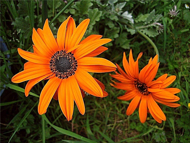 Plantes à fleurs orange: comment concevoir un projet de jardin orange