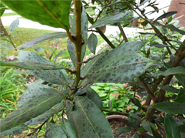 Sweet Bay Leaf Spots: Verzorging van Bay Tree Leaf-problemen