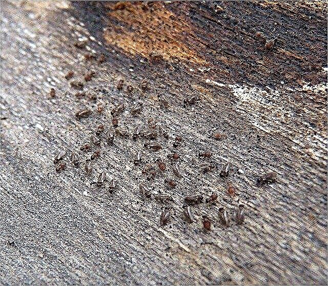 Πλέγμα Bark Lice - Πληροφορίες για τις ψείρες του φλοιού στα δέντρα