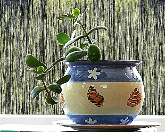 Limp Jade Plant: المساعدة عندما يتدلى نبات اليشم