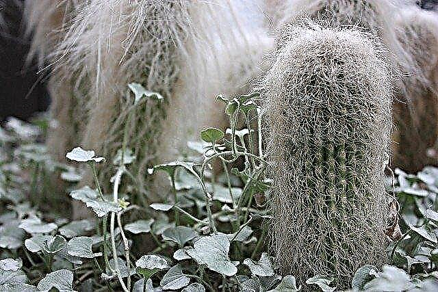 老人サボテンのケア–老人サボテン観葉植物を育てるヒント