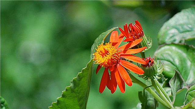 Mexican Flame Flower Info: Vinkkejä Meksikon liekkiviiniköiden hoitamiseen